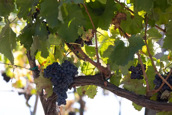 04-surprise-proposal-wine-tasting-